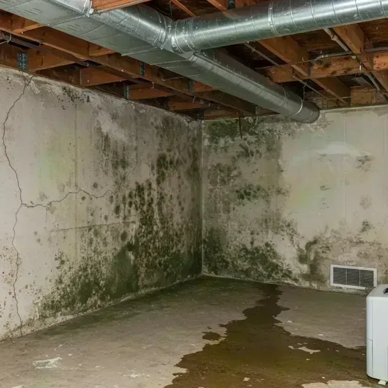 Professional Mold Removal in Edwards, CO